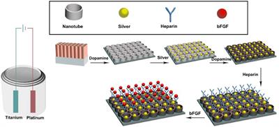 Titanium Nanotube Modified With Silver Cross-Linked Basic Fibroblast Growth Factor Improves Osteoblastic Activities of Dental Pulp Stem Cells and Antibacterial Effect